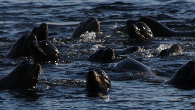 Migrant California Sea Lions Barking and Swimming off Beachcomer Park RDN